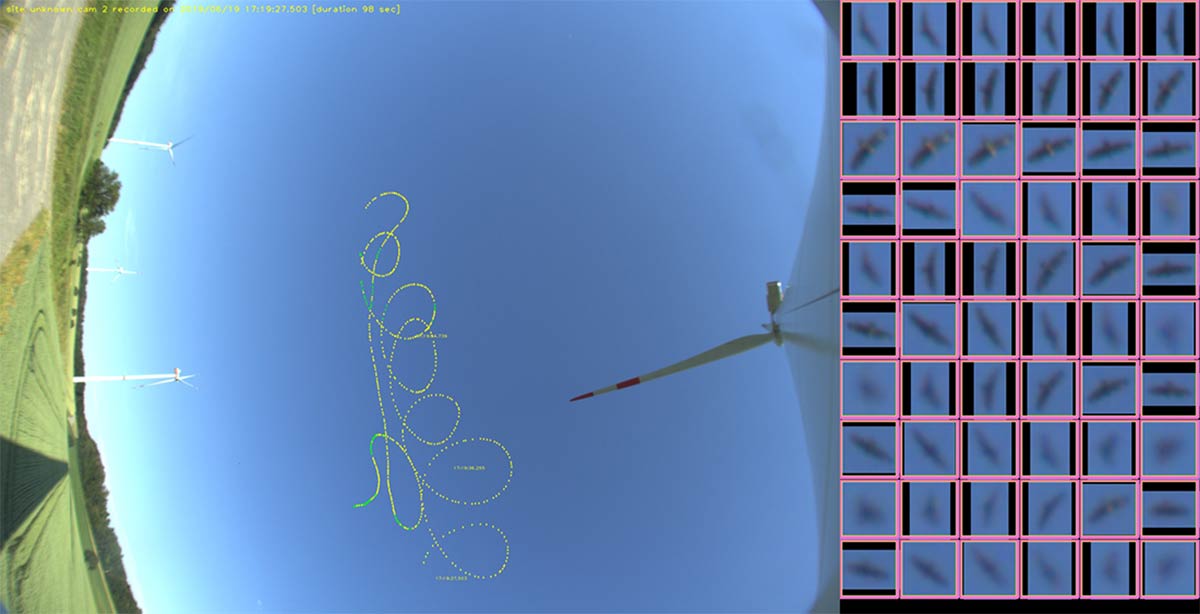 bird tracking