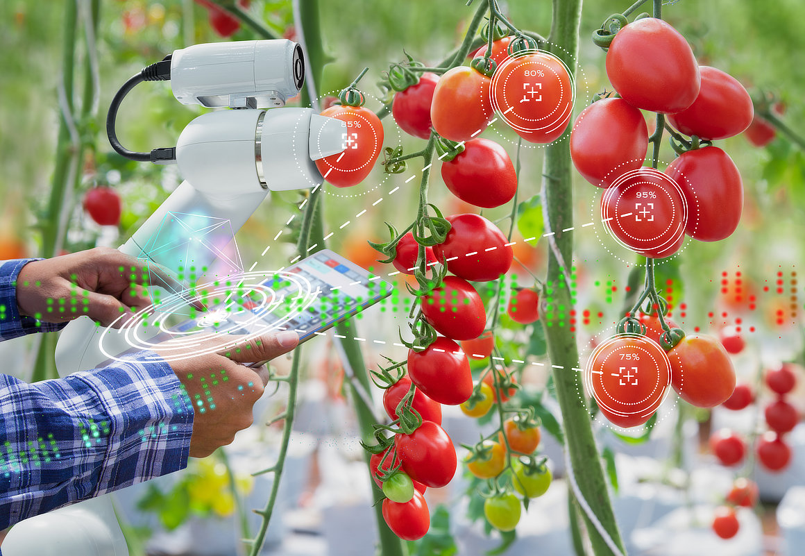 check ripeness of plants